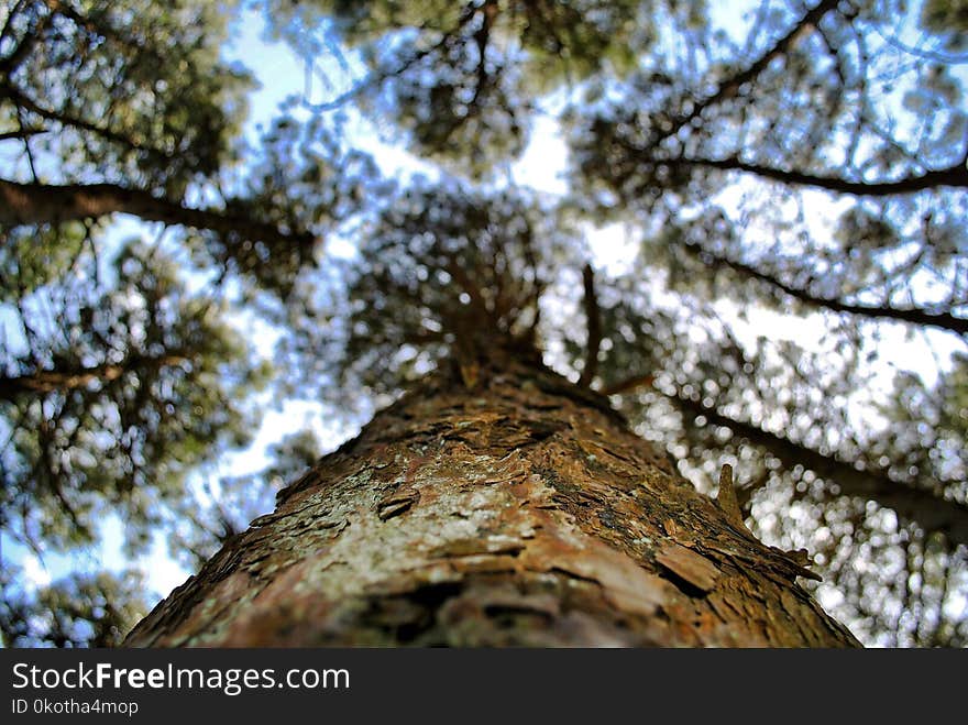 Tree, Branch, Woody Plant, Trunk