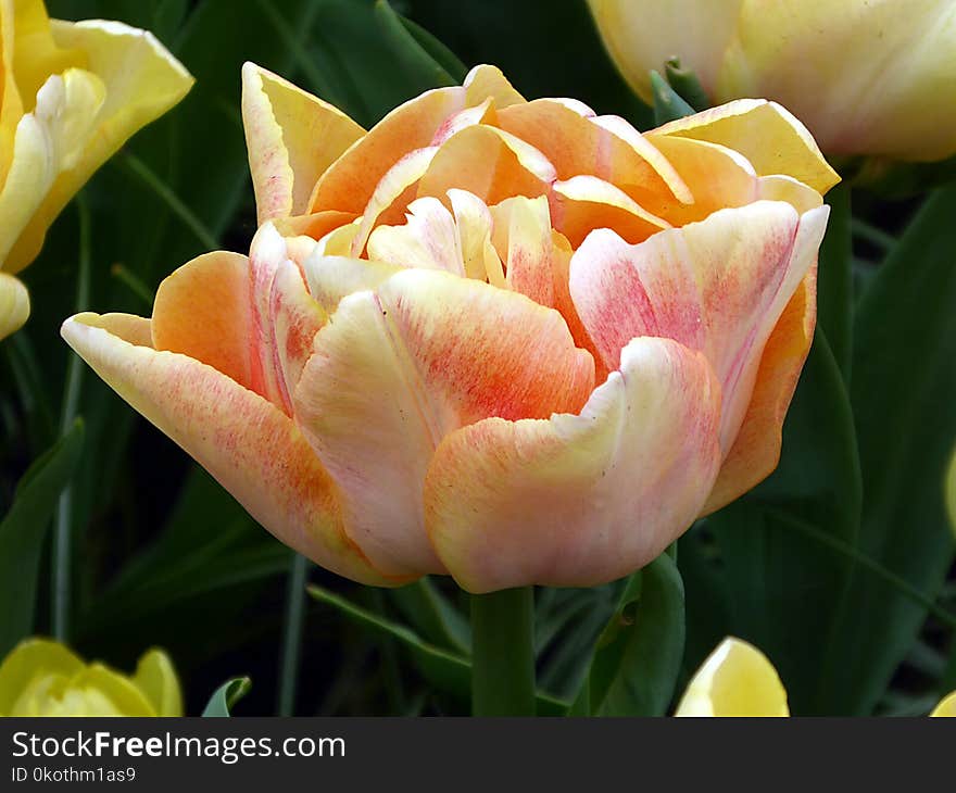 Flower, Plant, Tulip, Flowering Plant