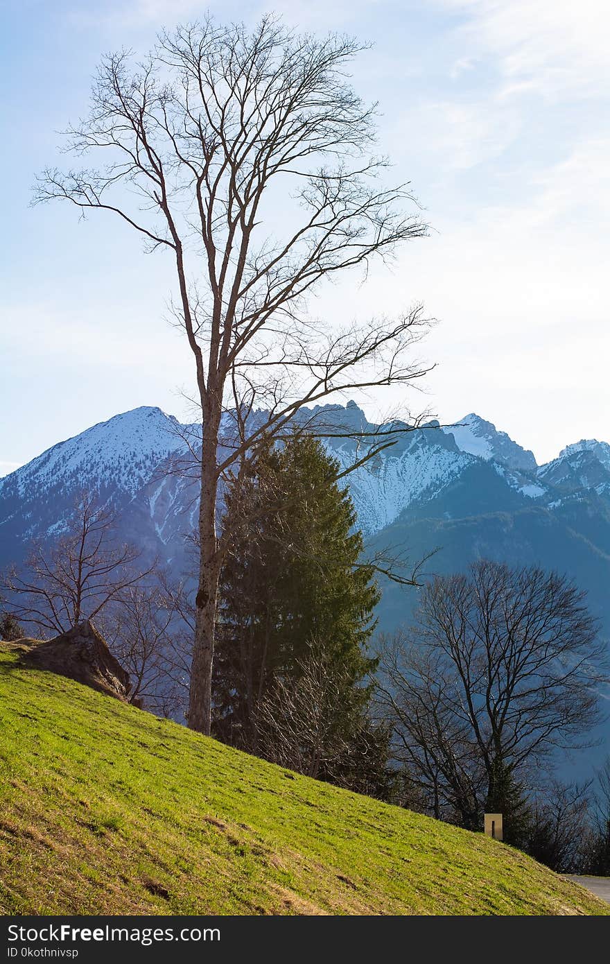 Sky, Mountainous Landforms, Tree, Mountain