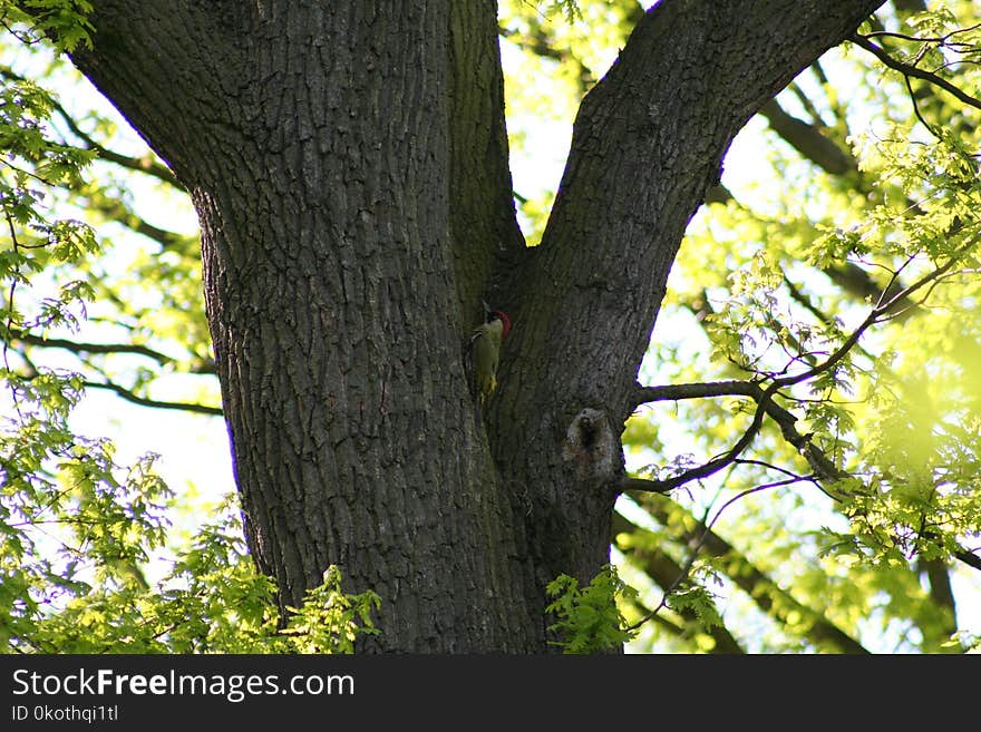 Tree, Branch, Trunk, Woody Plant