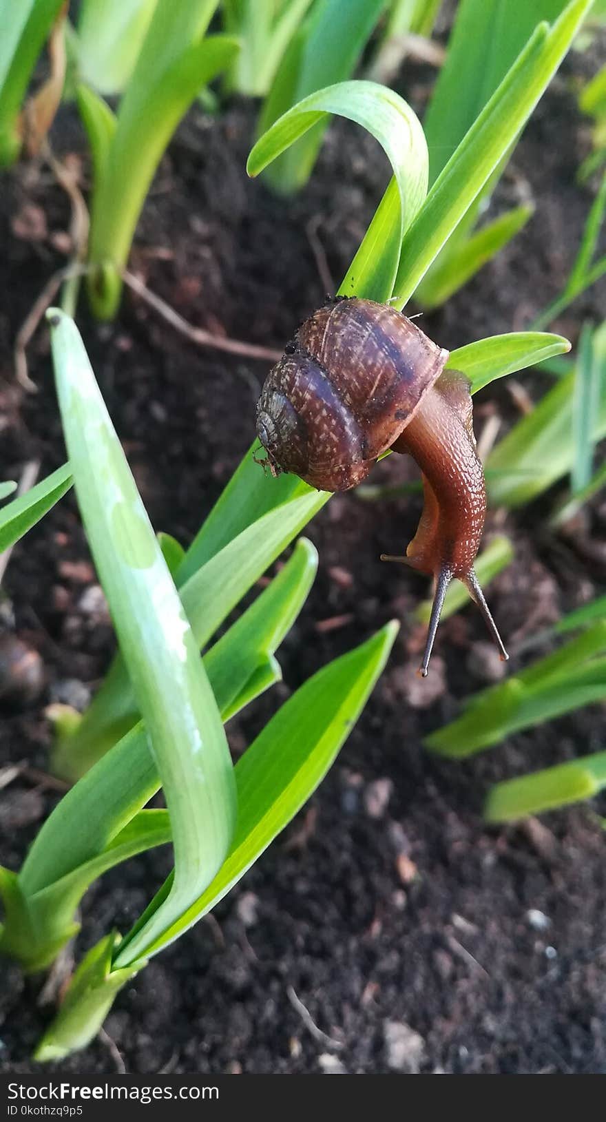 Snails And Slugs, Invertebrate, Snail, Plant