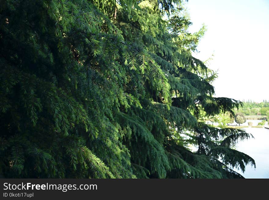 Tree, Vegetation, Ecosystem, Nature Reserve