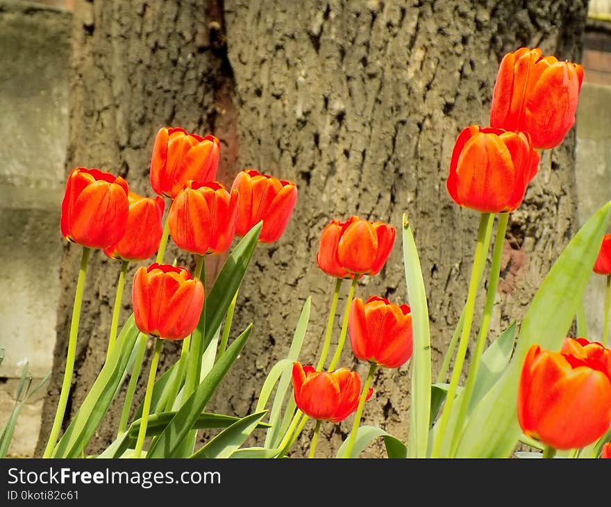 Flower, Plant, Tulip, Flowering Plant