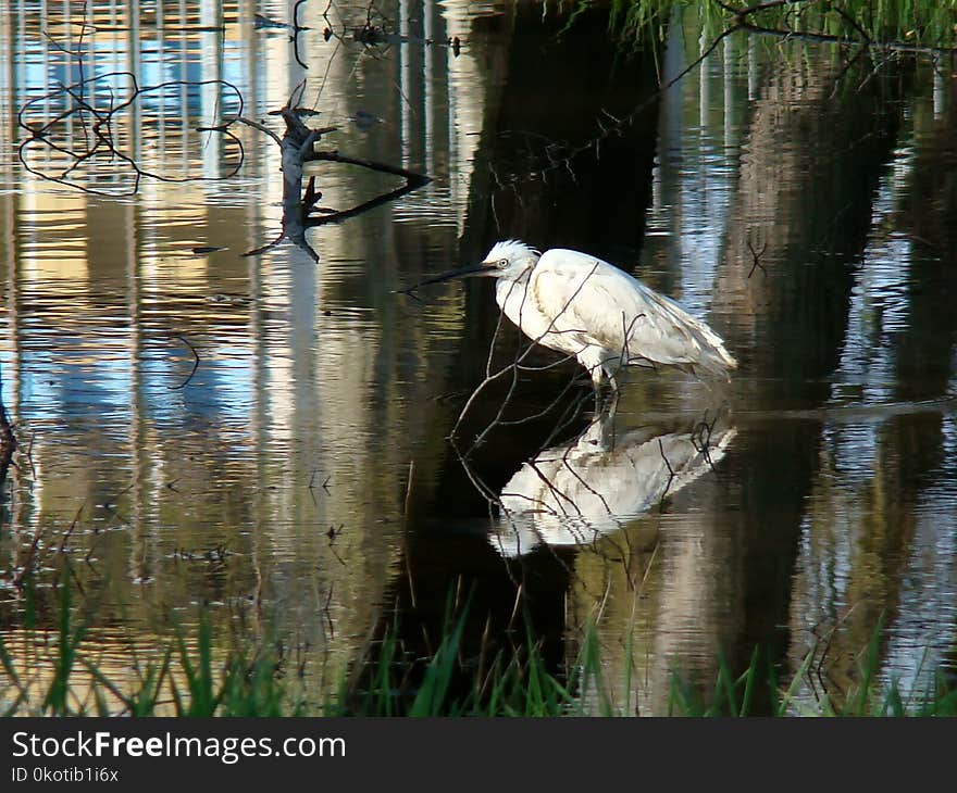 Water, Reflection, Fauna, Tree