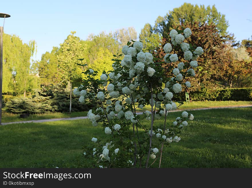 Tree, Plant, Flora, Spring