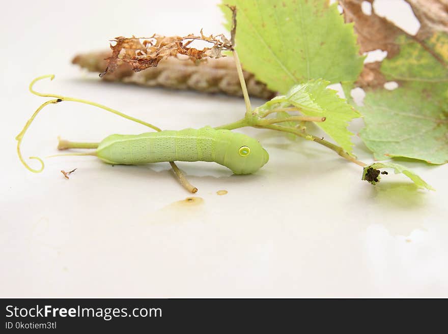 Insect, Invertebrate, Larva, Macro Photography