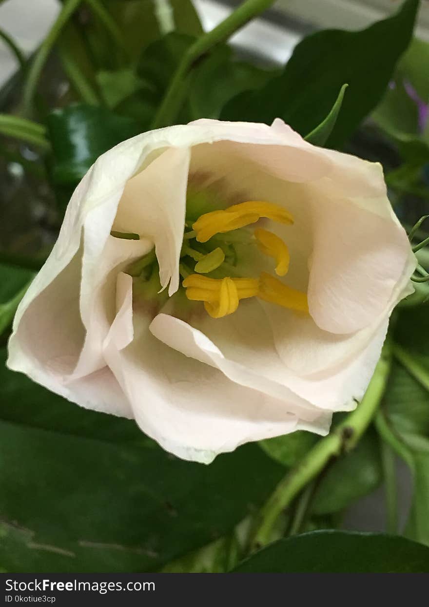 Flower, White, Plant, Rose Family