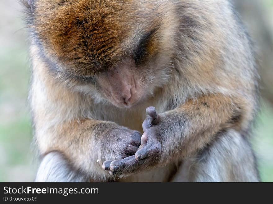 Barbary Macaque Looking At The Palm Lines Of Its Hand