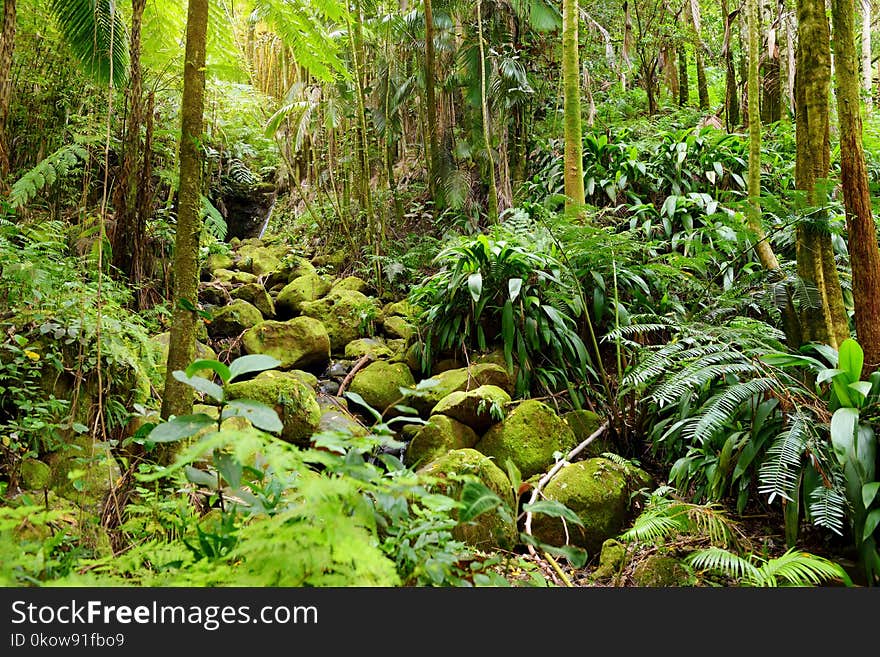 Lush tropical vegetation of the Hawaii Tropical Botanical Garden of Big Island of Hawaii