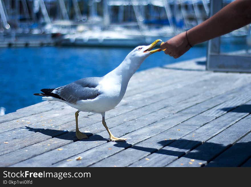 This bird in Barcelona Spain loves to wait for good from the tourist. Sometimes they are aggressive to get food. This bird in Barcelona Spain loves to wait for good from the tourist. Sometimes they are aggressive to get food.