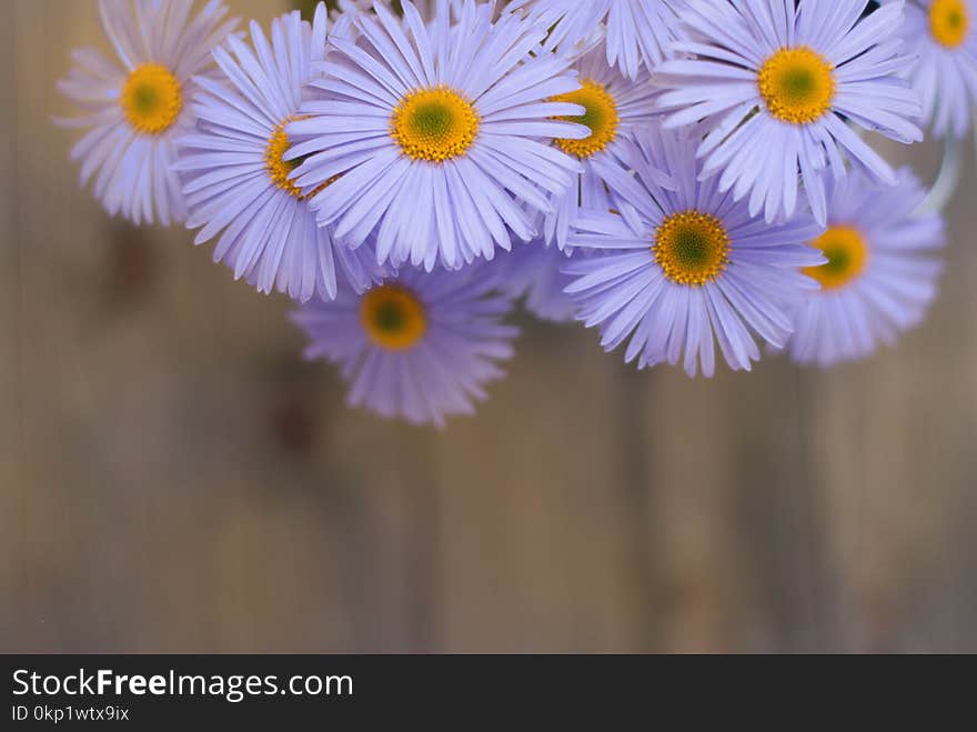 Violet Purple Daisy Chrysanthemum Chamomile Bouquet Rustic Wooden background Copy Space