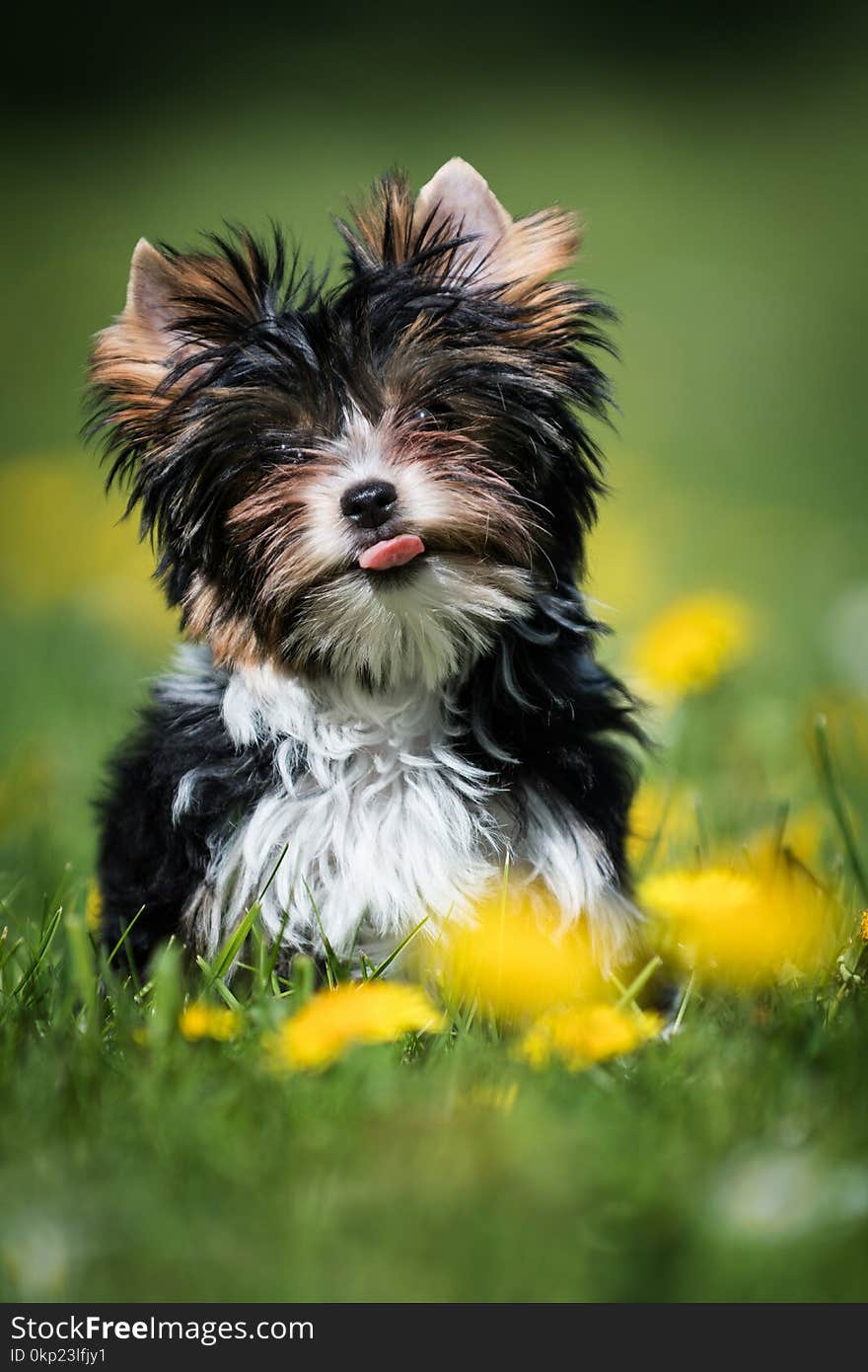 Cute Biewer Yorkshire Terrier puppy running in the grass with dandelions