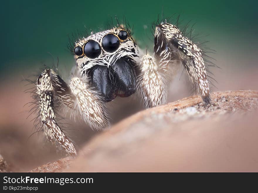 Jumping Spider Macro