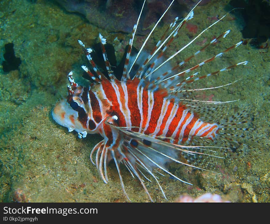 Scorpionfish