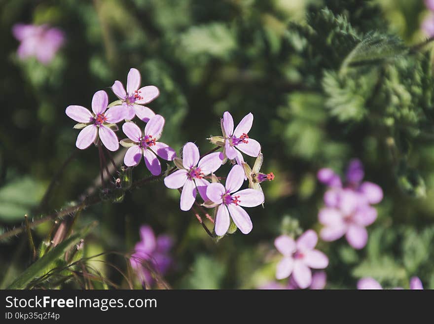 Purple Flower in Shallow Focus