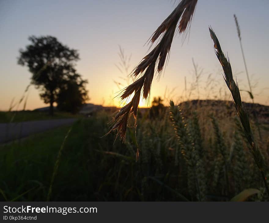 Selective Focus Photo of Wheat Plant