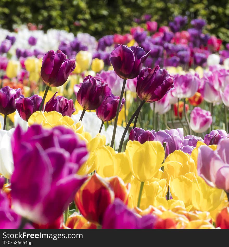 Bed of Assorted-color Flowers