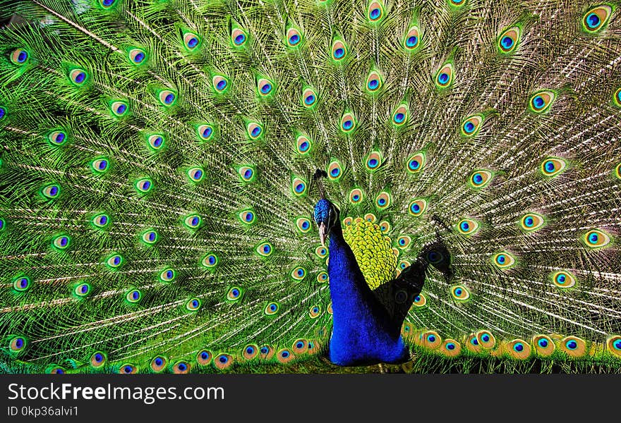 Blue and Green Peacock