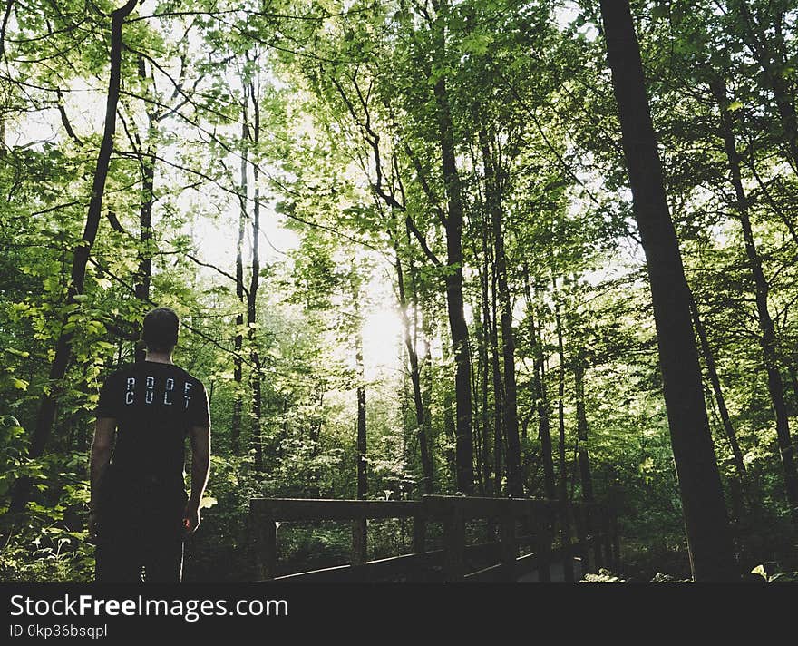 Man Standing on Forest Trees Near Small Bridge