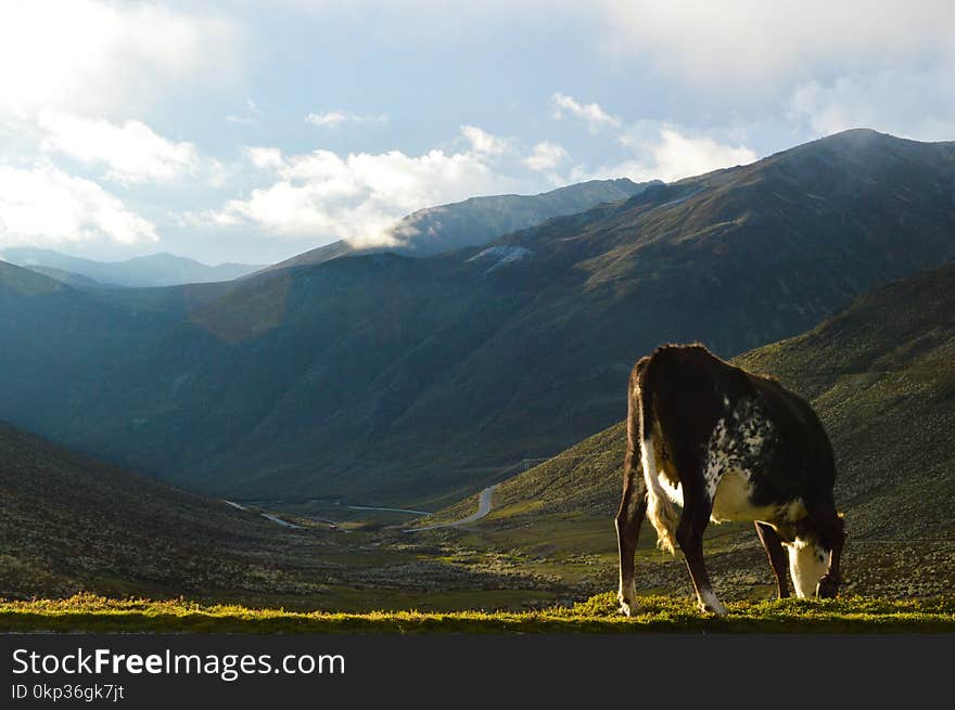 Brown Cow Eating Grass