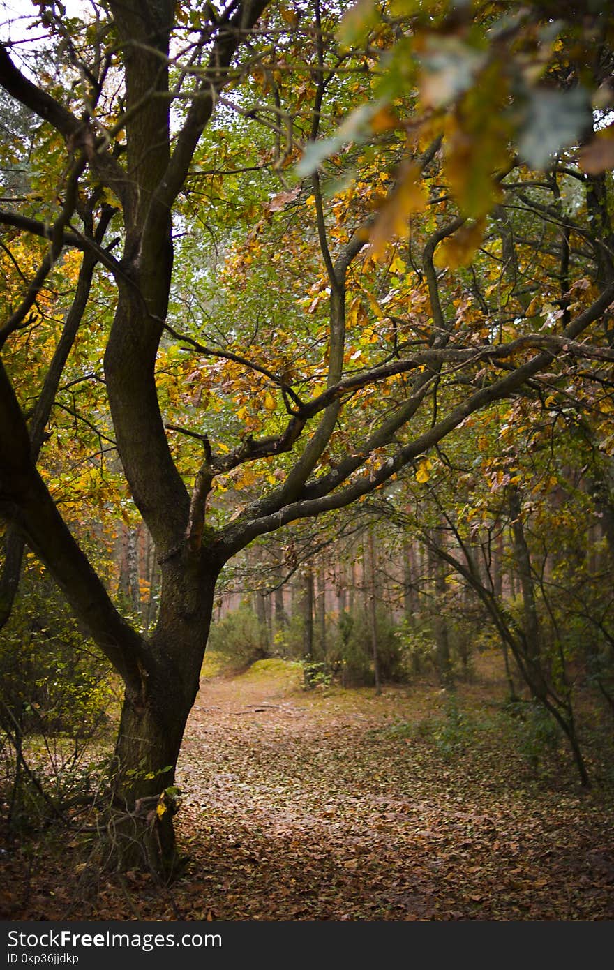 Brown Trees