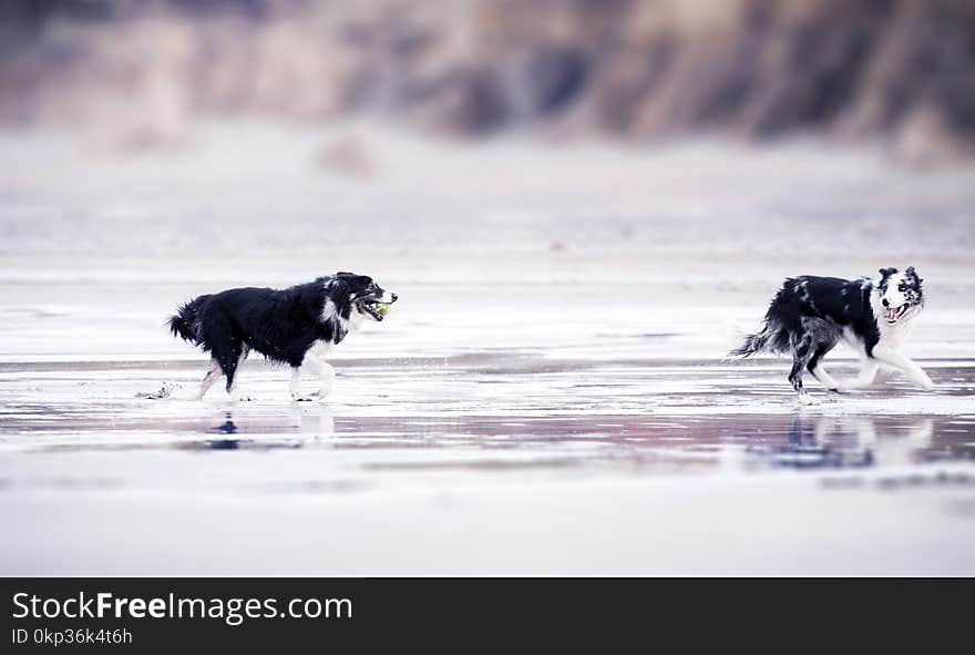 Selective Focus Photography of Two Black-and-white Border Collies Runs in Body of Water