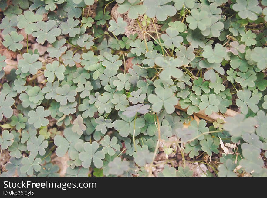 Green Leaf Plant