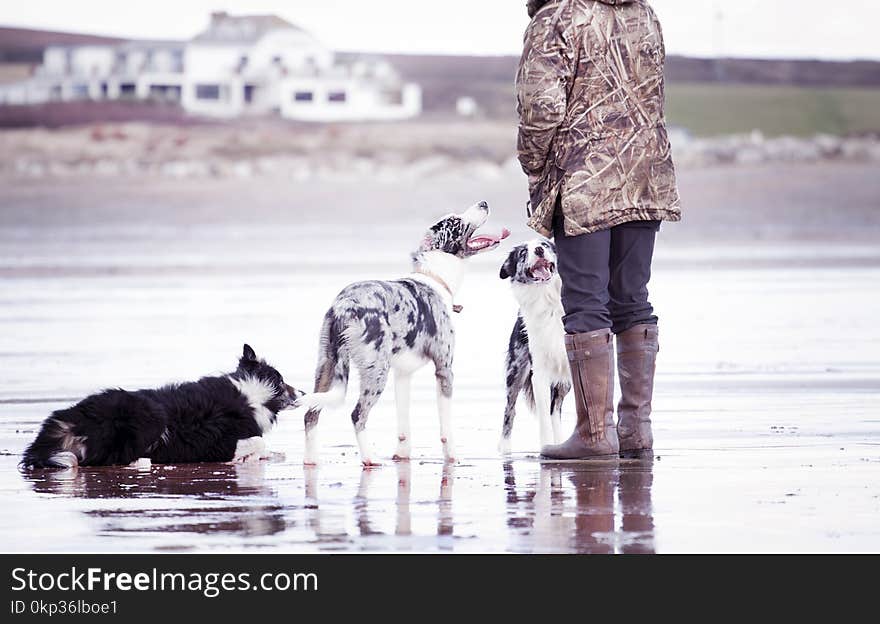 Person Together With Dogs in Shallow Focus Photography