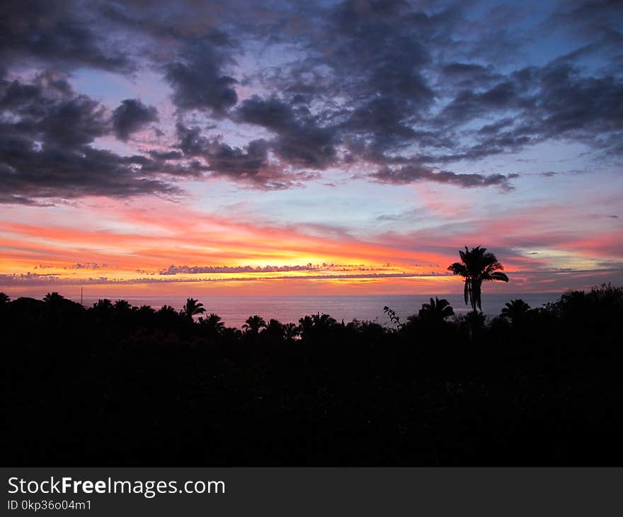 Silhouette of Tree on Sunset