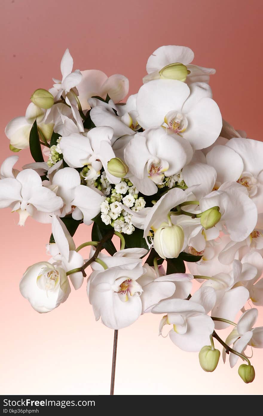 Photo of White Moth Orchids