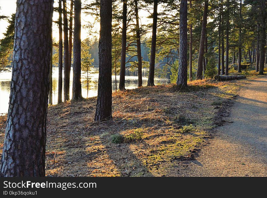 Green Trees Beside Body of Water