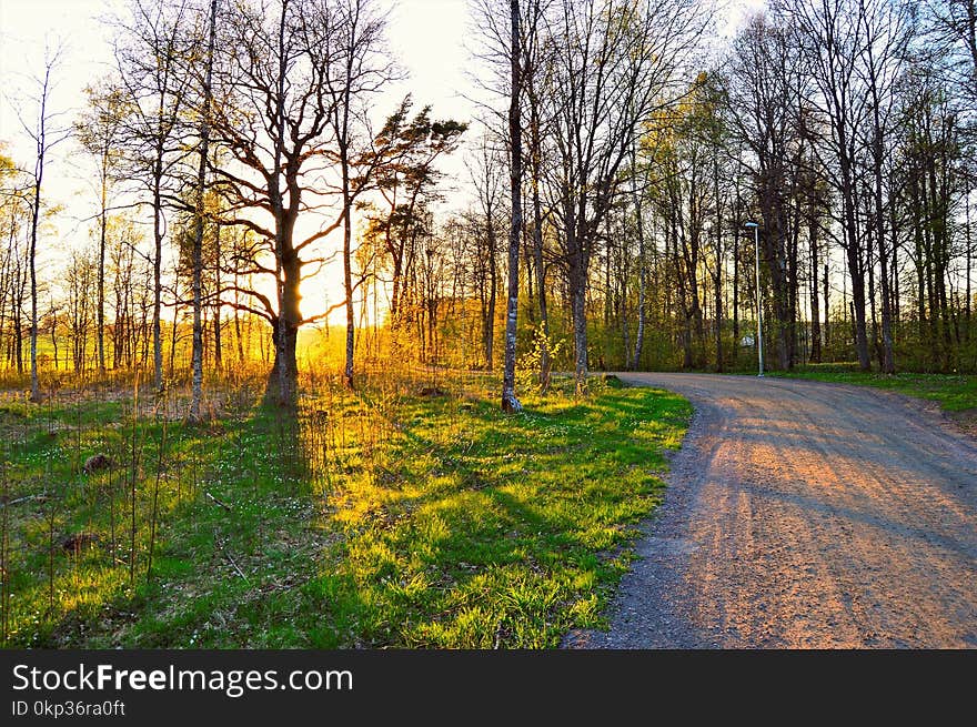 Green Leafed Trees