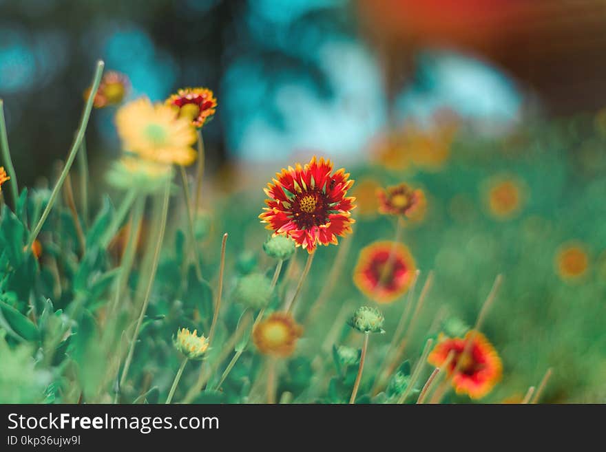 Selective Focus Photography of Red and Yellow Petaled Flower