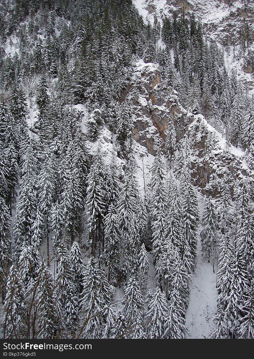 Photography of Conifers Covered with Snow