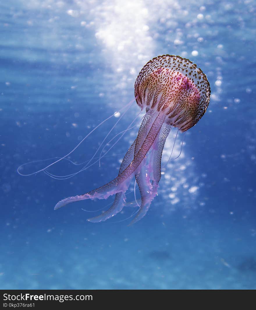 Shallow Focus Photo of Pink and Brown Jellyfish