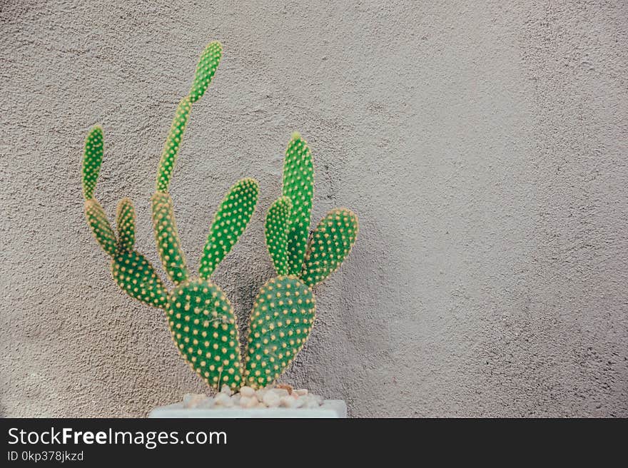 Green Cactus Near Gray Concrete Wall