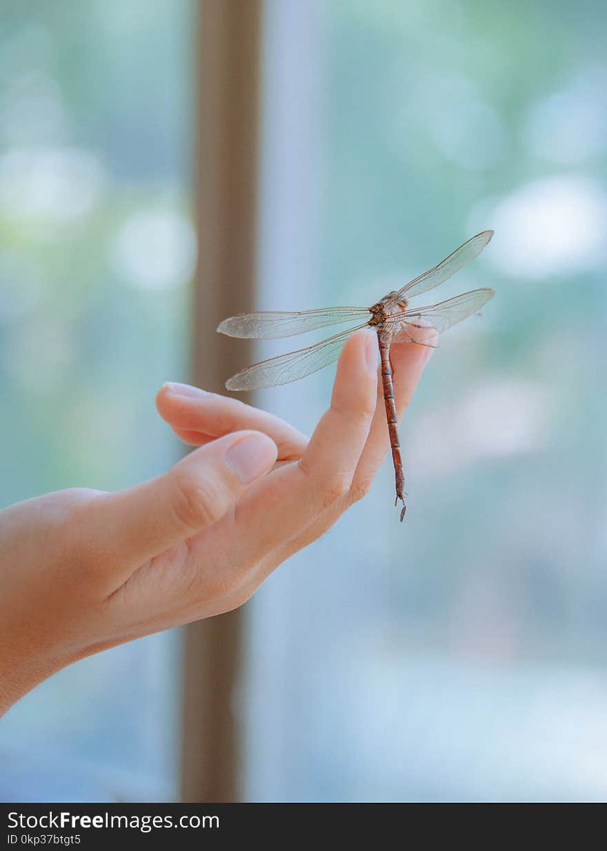 Dragonfly Perched on Human Finger in Closeup Photography