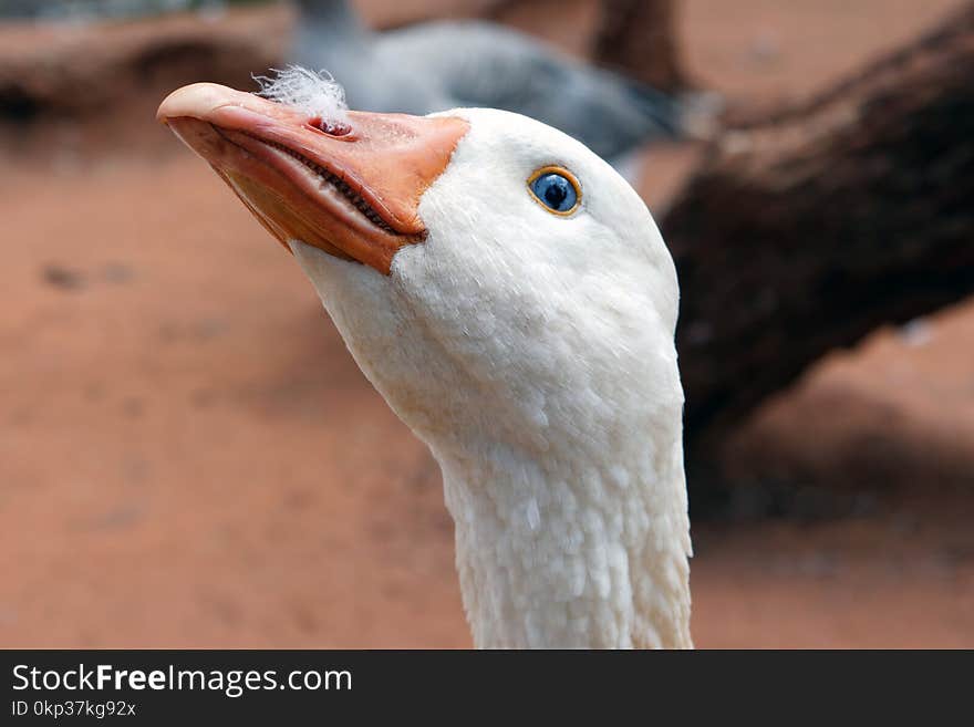 Photo of White Goose