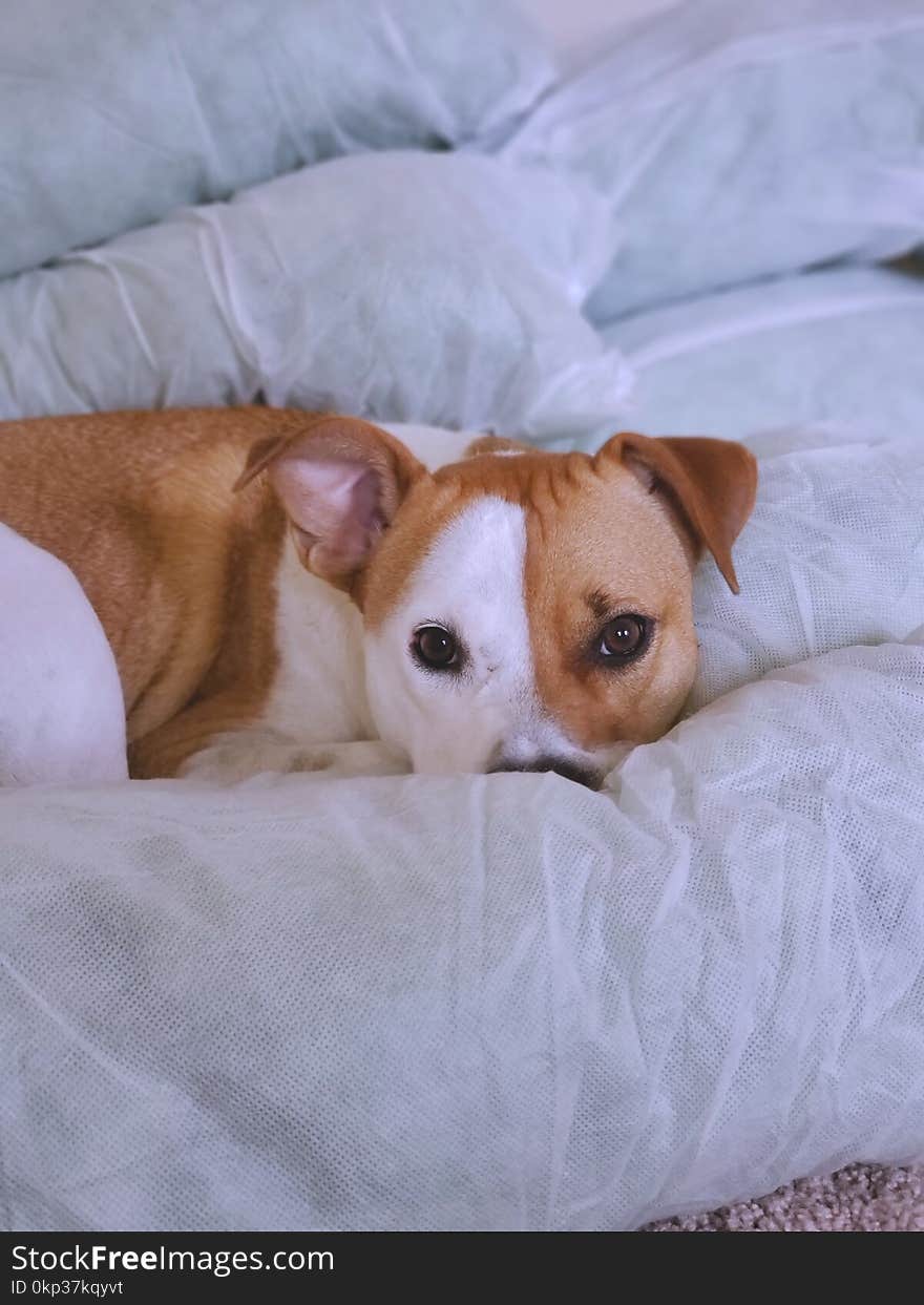 Photo of Large Short-coated Tan and White Dog Lying on White Surface