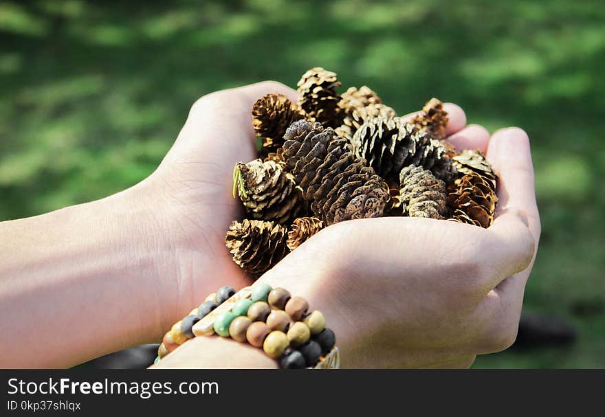 Pine Cones