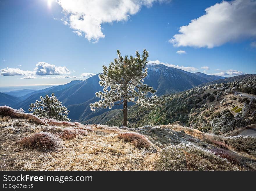 Green Leaf Tree on Mountain