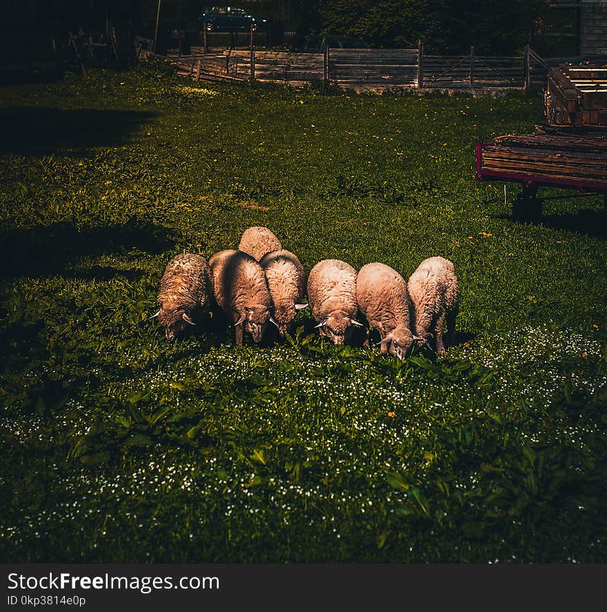 Herd Of Sheep On Green Grass