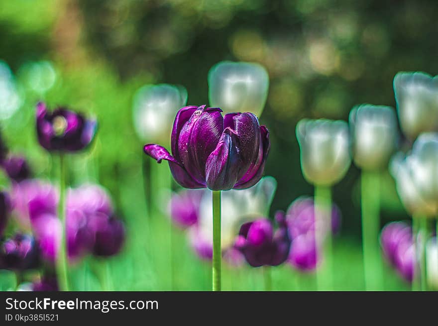 Purple Flowers