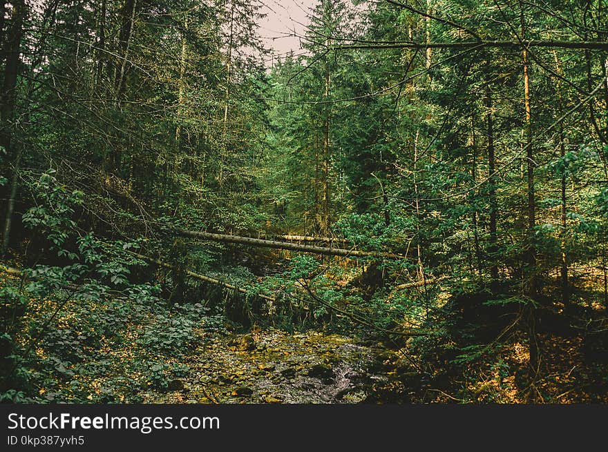 Forest Full of Green Leaf Trees