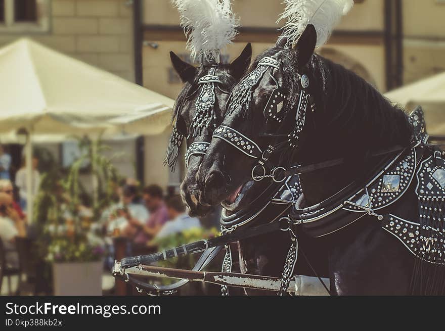 Two Black Horses Wearing Accessories