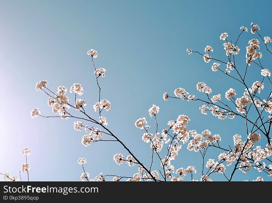 Selective Focus Photo of Cherry Blossom