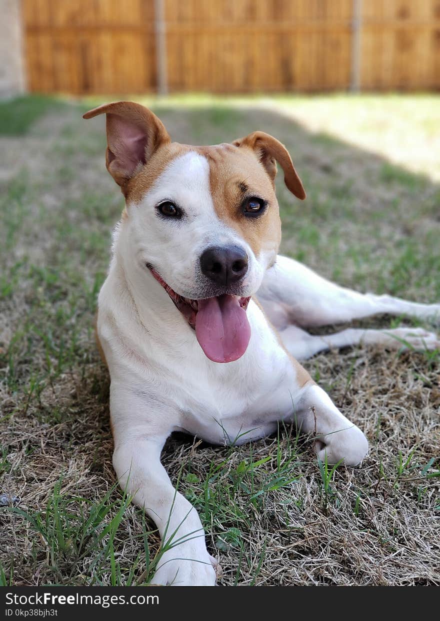 Photo of Short-coat Tan and White Dog