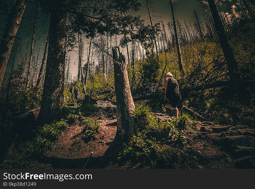 Person in Black Top Walking Through Forest