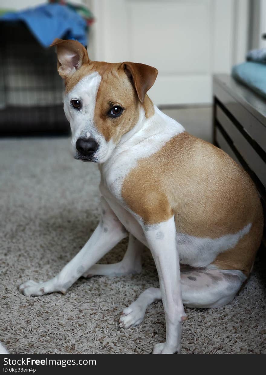 Close-Up Photography of a Sitting Dog