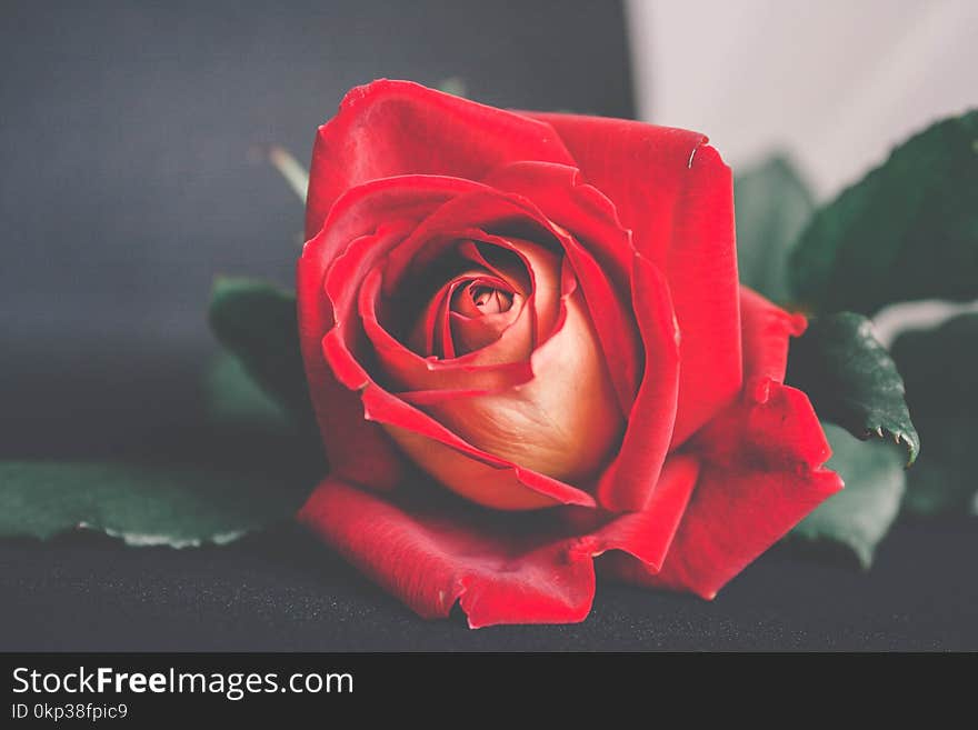 Shallow Focus Photography of Red Flower